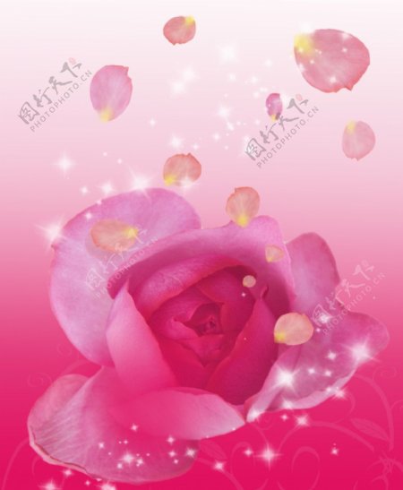 粉玫瑰图片