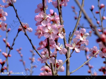 07年蓟县春天的桃花图片