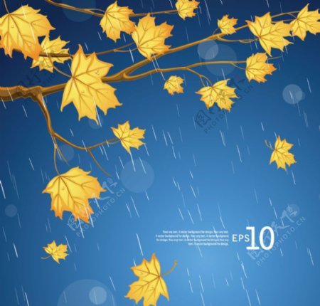 雨中秋天枫叶背景图片