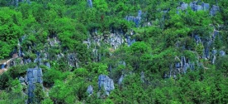 华蓥山石林全景图片