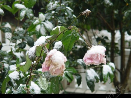 漂亮的雪花花朵图片