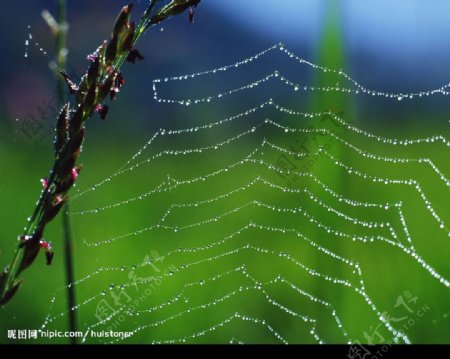 自然中的蜘蛛网图片