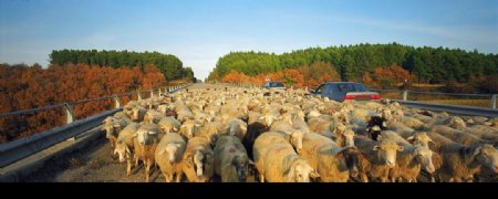 公路上拥挤的绵羊图片