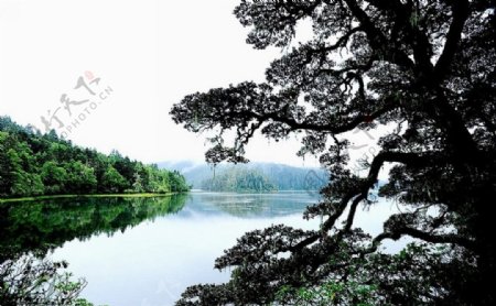 湖泊山水大树图片
