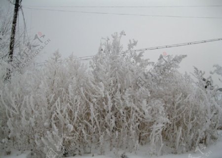 鹤城雾松雪地树丛图片