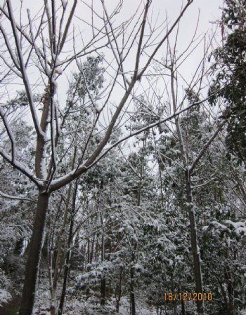 雪景白雪树图片