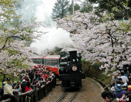 樱花盛开树下的阿里杉森林火车图片