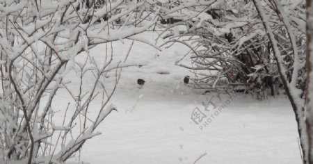 雪地中的小麻雀图片
