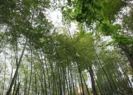 杭州玉皇山5月翠竹林图片