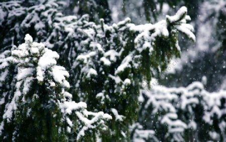 雪中的松树图片