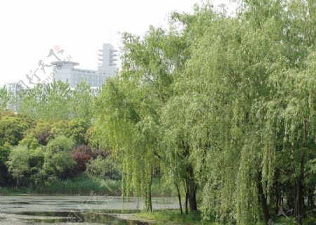 上海世纪公园图片