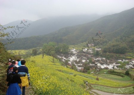 婺源油菜花图片