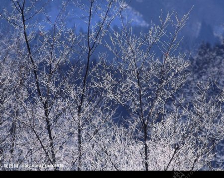 精品底纹素材冬天雪景图片