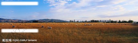 草场上的羊群图片
