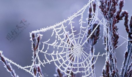 冬天结冰的蜘蛛网图片