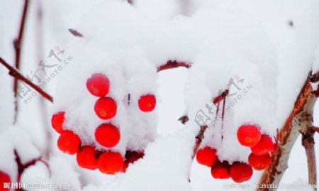 雪景红果图片