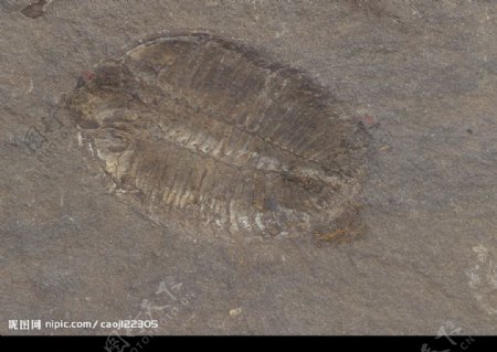 化石标本三叶虫化石图片