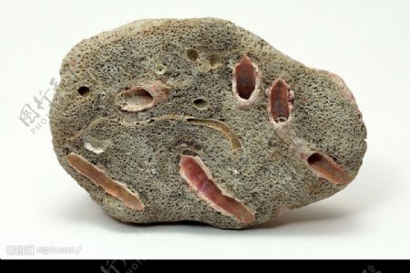 化石标本珊瑚图片