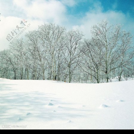 树与雪图片