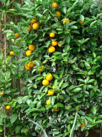 院落的桔橙图片