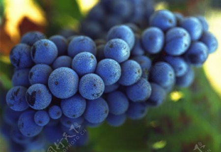 蓝紫色葡萄图片