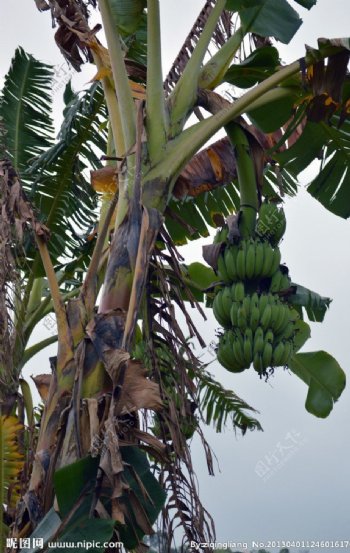 香蕉香蕉林香蕉树图片