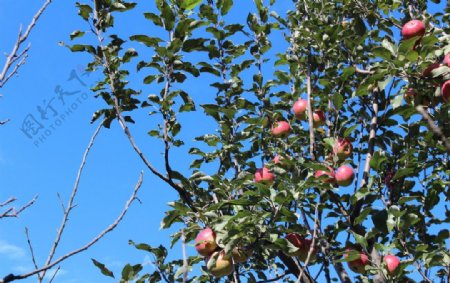 秋天的苹果树图片