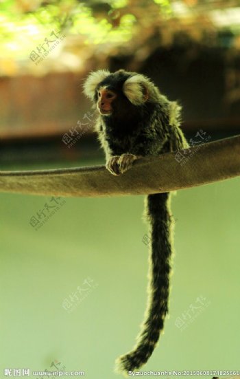 安静的长尾猴图片