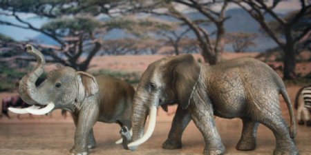 亚洲象与非洲象图片