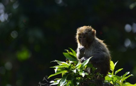 坐在树枝上的小猴子图片
