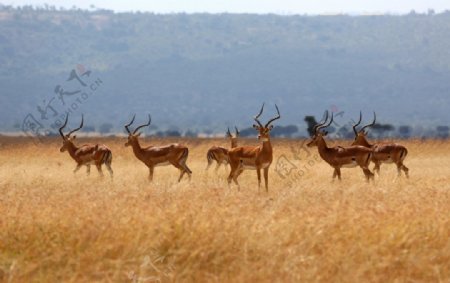 高清非洲野生动物图片