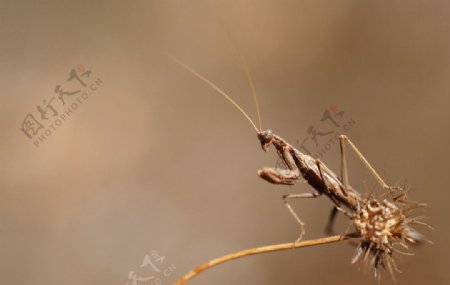 动物素材系图片