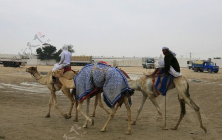 走向骆驼赛场图片
