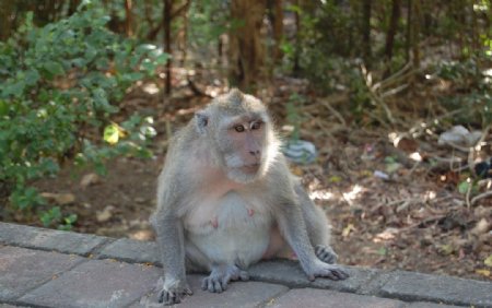 可爱的小猴子巴厘岛图片