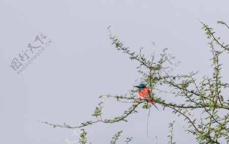 非洲蜂虎图片