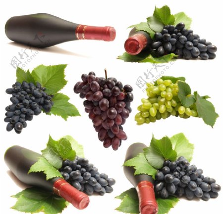 葡萄葡萄酒绿叶图片