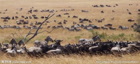 肯尼亚角马群图片