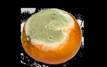 发霉的柑橘图片
