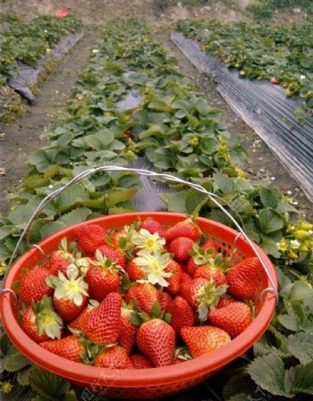 草莓地的收获非高清图片