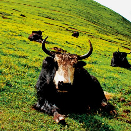 西藏野生牛图片