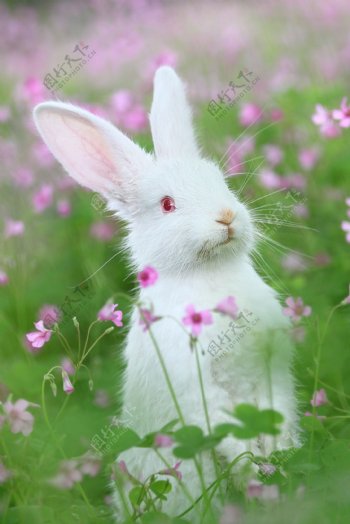兔子可爱图片