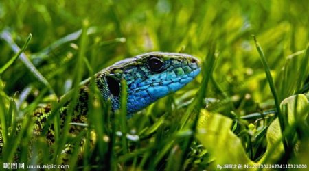 绿色草丛里面的蓝蜥蜴蛇图片