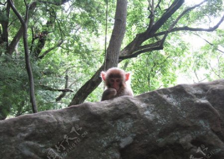 剑川沙溪石宝山的猕猴图片