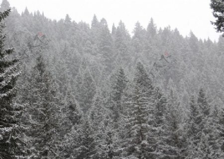 雪中森林图片