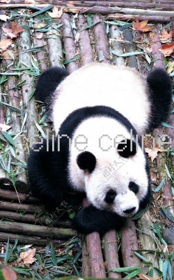 大熊猫高清图片