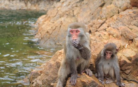 千岛湖小岛上野生的猴子图片