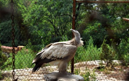 济南跑马岭野生动物园秃鹫图片