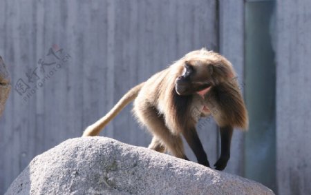 小猴子图片