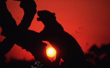 夕阳豹子图片