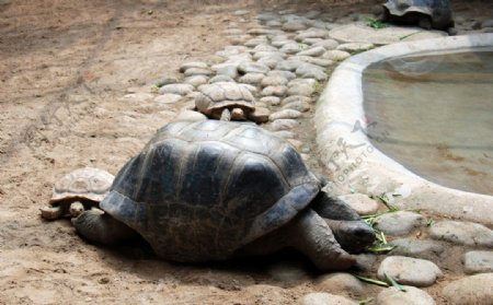 动物园的乌龟图片
